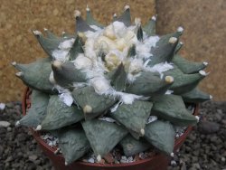 Ariocarpus furfuraceus XXL, květináč 12 cm - 12408544