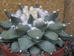 Ariocarpus furfuraceus XXL, květináč 12 cm - 12408545
