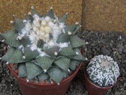 Ariocarpus furfuraceus XXL, květináč 12 cm - 12408546