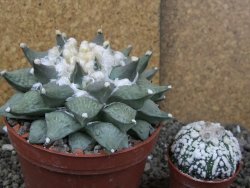 Ariocarpus furfuraceus XXL, květináč 12 cm - 12408547
