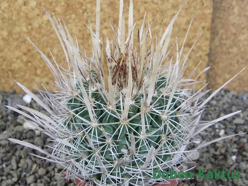 Echinofossulocactus erectocentrus Comone XL, květináč 6,5 cm