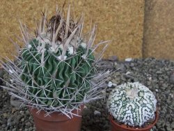 Echinofossulocactus erectocentrus Comone XL, květináč 6,5 cm - 12408569