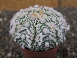 Astrophytum Hanazano Kabuto Star Shape, pot 5,5 cm