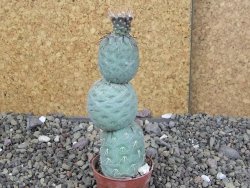 Tephrocactus geometricus pot 5,5 cm