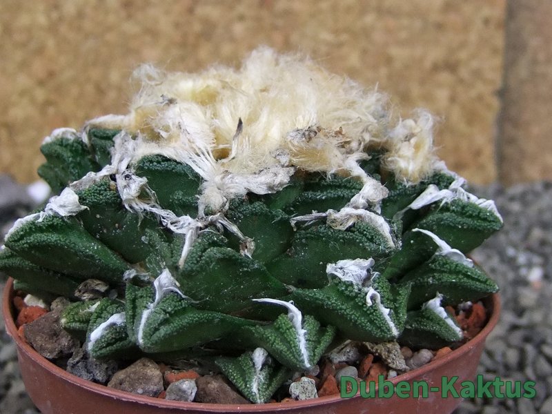 Ariocarpus fissuratus hintonii Matehuala XXL pot 9 cm