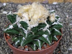 Ariocarpus fissuratus hintonii Matehuala XXL pot 9 cm - 12408663