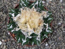 Ariocarpus fissuratus hintonii Matehuala XXL pot 9 cm - 12408665