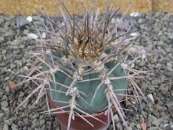Gymnocalycium armatum, pot 7 cm - 12408697