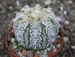 Astrophytum  Super Kabuto X red červený květ, akabana, pot 5,5 cm - 12408854