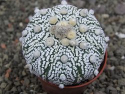 Astrophytum  Super Kabuto X red červený květ, akabana, pot 5,5 cm - 12408859