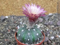 Astrophytum asterias X red červený květ, akabana, pot 5,5 cm - 12408910