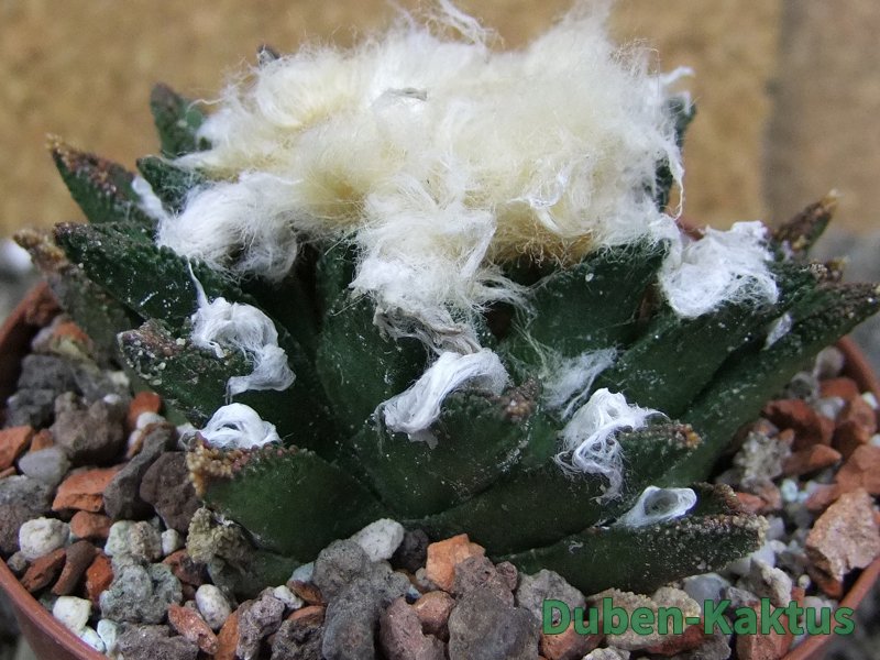Ariocarpus bravoanus El Ňuňez XL pot 9 cm