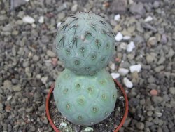Tephrocactus geometricus, pot 5,5 cm