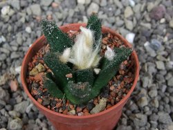Ariocarpus bravoanus El Ňuňez pot 5,5 cm - 12409055