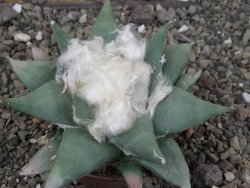 Ariocarpus confususPP 420 Aramberi NL 6,5 cm Cites IA