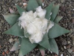 Ariocarpus confususPP 420 Aramberi NL 6,5 cm Cites IA - 12409067