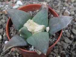 Ariocarpus retusus ? minimus El Ranchito Casilas pot 5,5 cm - 12409097