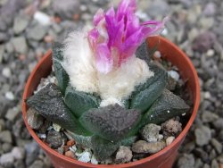 Ariocarpus fissuratus intermedius, pot 5,5 cm - 12409161