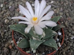 Ariocarpus retusus scapharostroides El Sabinito pot 6,5 cm