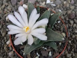 Ariocarpus retusus scapharostroides El Sabinito pot 6,5 cm