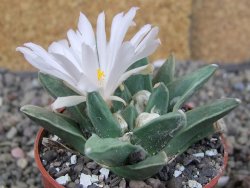 Ariocarpus retusus scapharostroides El Sabinito pot 6,5 cm - 12409184