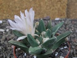 Ariocarpus retusus scapharostroides El Sabinito pot 6,5 cm - 12409187