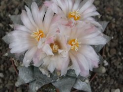 Ariocarpus retusus SB 68, XL- 9 cm, cites IA - 12409190