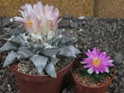 Ariocarpus retusus SB 68, XL- 9 cm, cites IA - 12409195