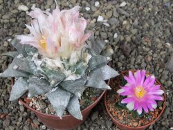 Ariocarpus retusus SB 68, XL- 9 cm, cites IA - 12409196