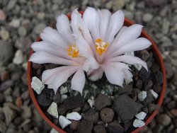 Ariocarpus kotschoubeyanus albiflorus Tula pot 5,5 cm - 12409197