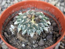 Ariocarpus kotschoubeyanus albiflorus Tula pot 5,5 cm - 12409200