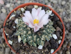 Ariocarpus kotschoubeyanus albiflorus Tula pot 5,5 cm - 12409201