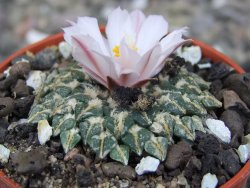 Ariocarpus kotschoubeyanus albiflorus Tula pot 5,5 cm