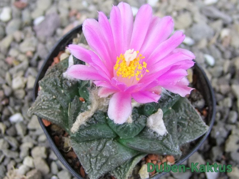 Ariocarpus fissuratus, pot 5,5 cm Cites IA - 12409231