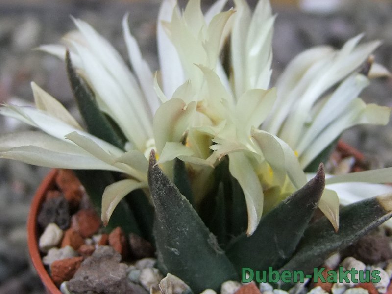 Ariocarpus trigonus horacekii Jaumave, Tam. pot 5,5 cm - 12409255