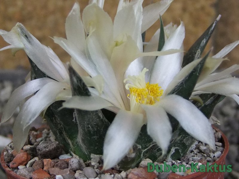 Ariocarpus trigonus horacekii Jaumave, Tam. pot 6,5 cm - 12409267