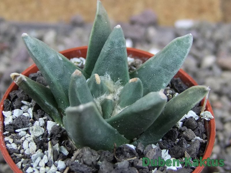 Ariocarpus retusus scapharostroides El Sabinito MM154 pot 5,5 cm - 12409270