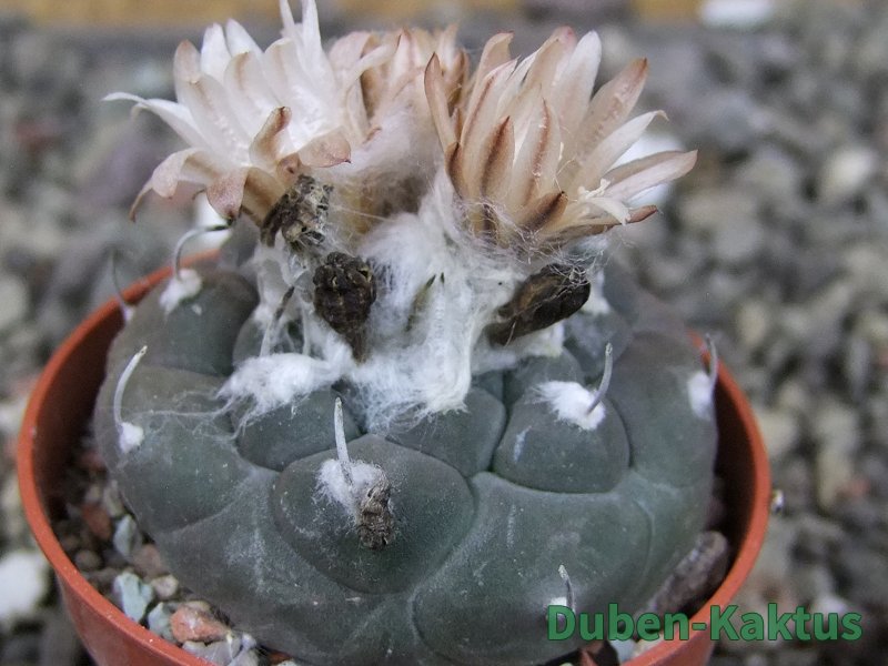 Turbinicarpus jauernigii pot 5,5 cm cites IA - 12409274