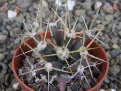 Ferobergia semenáč, pot 5,5 cm - 12409278