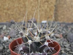 Ferobergia semenáč, pot 5,5 cm - 12409281