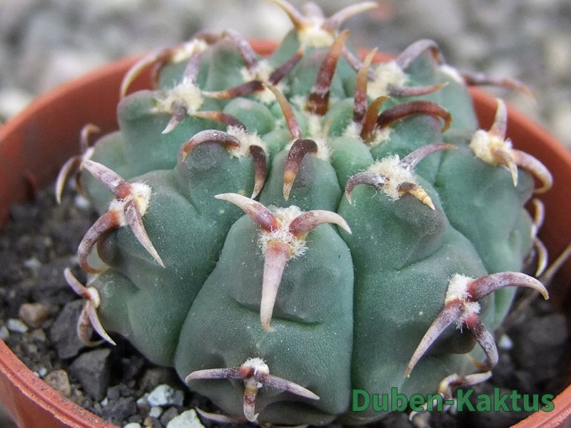 Gymnocalycium vatteri unguispinum, pot 5,5 cm - 12409286