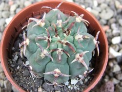 Gymnocalycium vatteri unguispinum, pot 5,5 cm - 12409282
