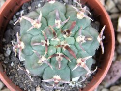 Gymnocalycium vatteri unguispinum, pot 5,5 cm - 12409283
