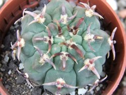 Gymnocalycium vatteri unguispinum, pot 5,5 cm - 12409284