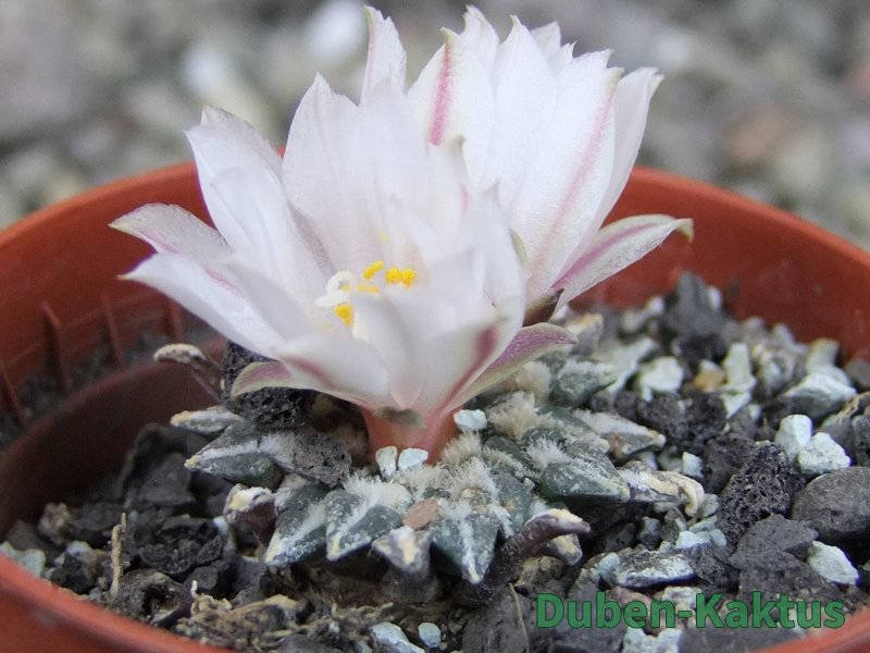 Ariocarpus kotschoubeyanus albiflorus Tula pot 5,5 cm - 12409318