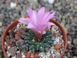 Ariocarpus kotschoubeyanus, pot 5,5 cm - 12409319