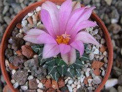 Ariocarpus kotschoubeyanus, pot 5,5 cm