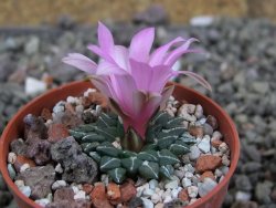 Ariocarpus kotschoubeyanus, pot 5,5 cm - 12409321