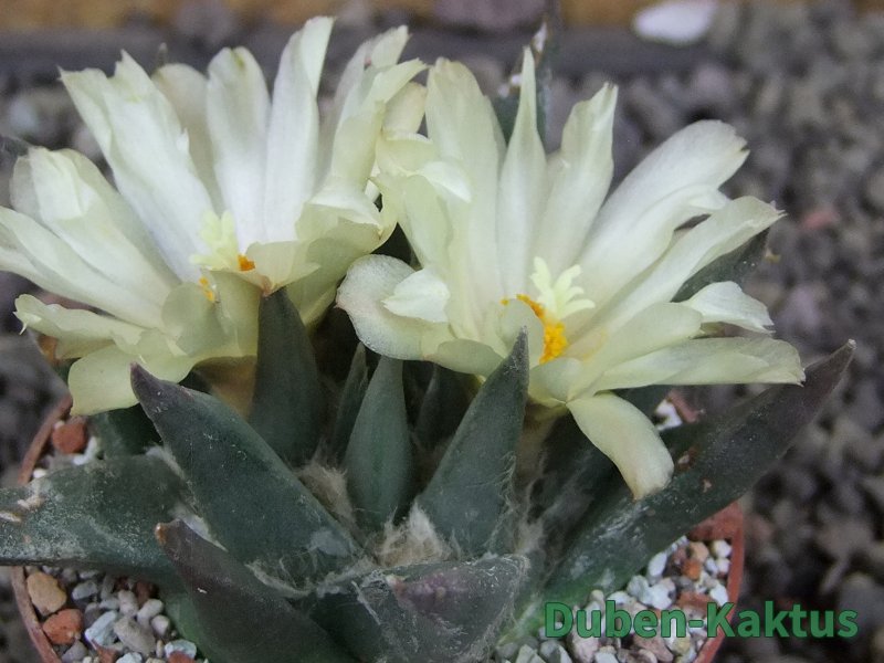 Ariocarpus trigonus elongatus San Antonio 6,5 cm - 12409322