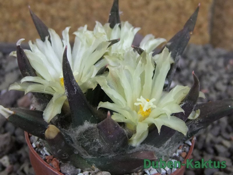 Ariocarpus trigonus elongatus San Antonio 6,5 cm - 12409328